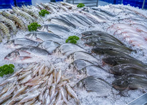 Frozen Export - Premium Frozen Seafood
