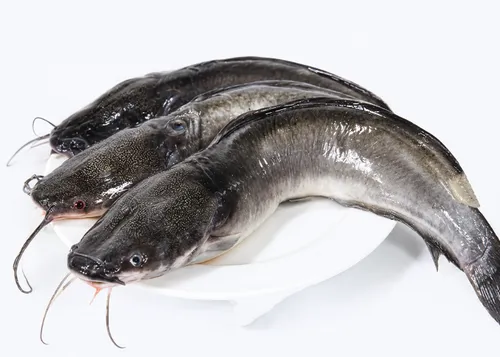 Frozen Catfish (body)