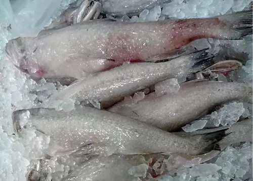 Frozen Lotia