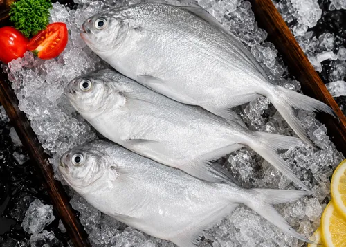 Frozen Silver Pomfret